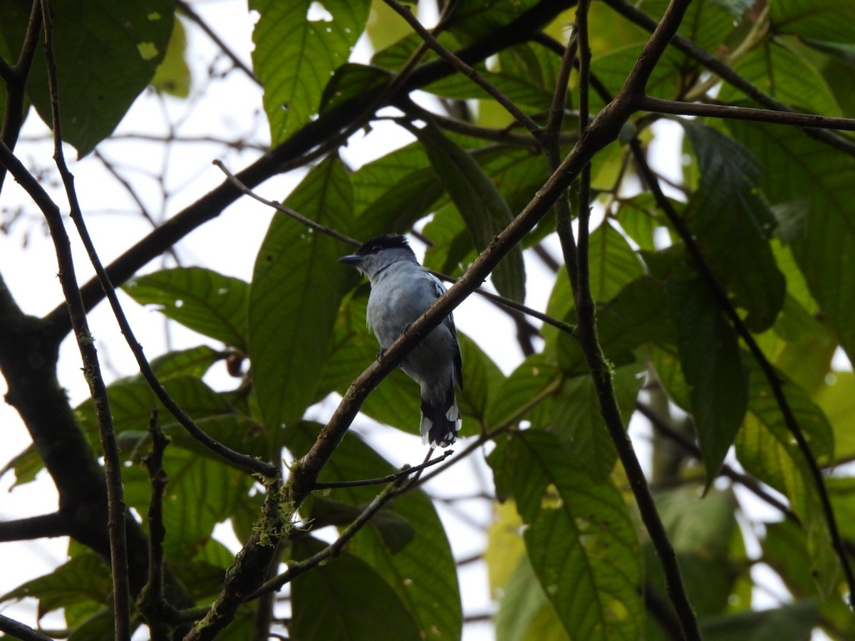 White-winged Becard - ML638837366