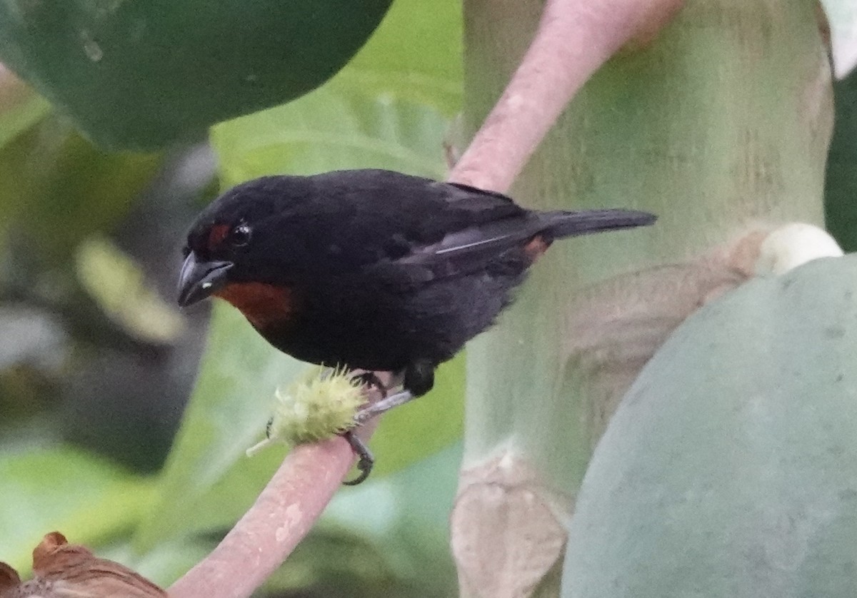 Lesser Antillean Bullfinch - ML638837382