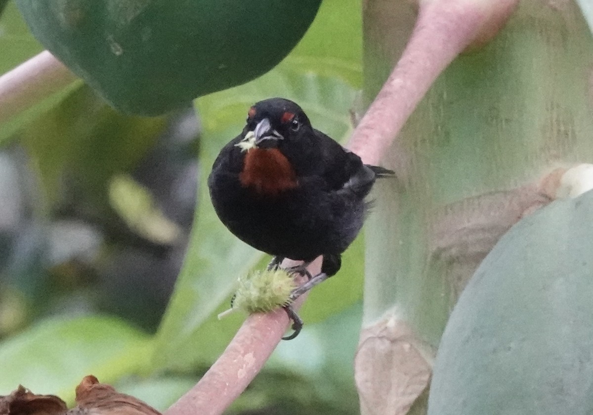 Lesser Antillean Bullfinch - ML638837383