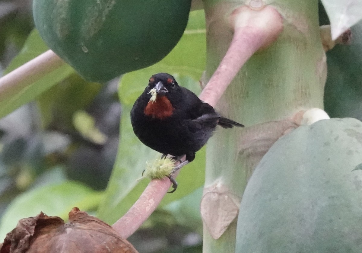 Lesser Antillean Bullfinch - ML638837384