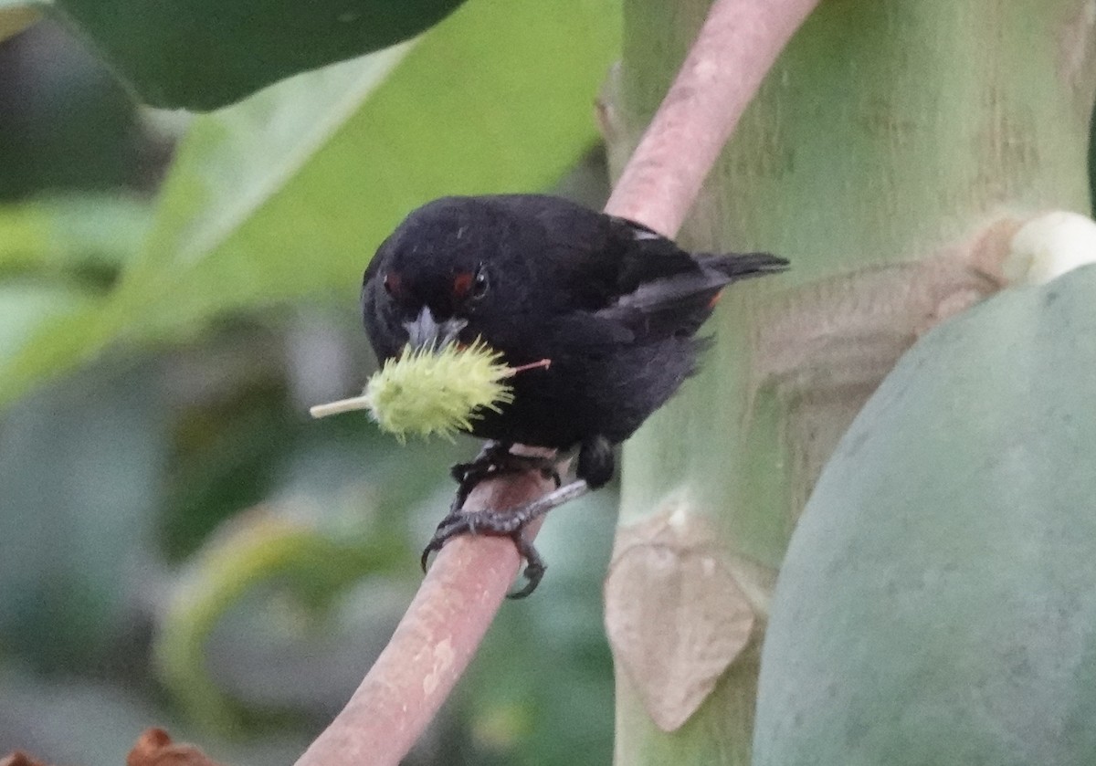 Lesser Antillean Bullfinch - ML638837385