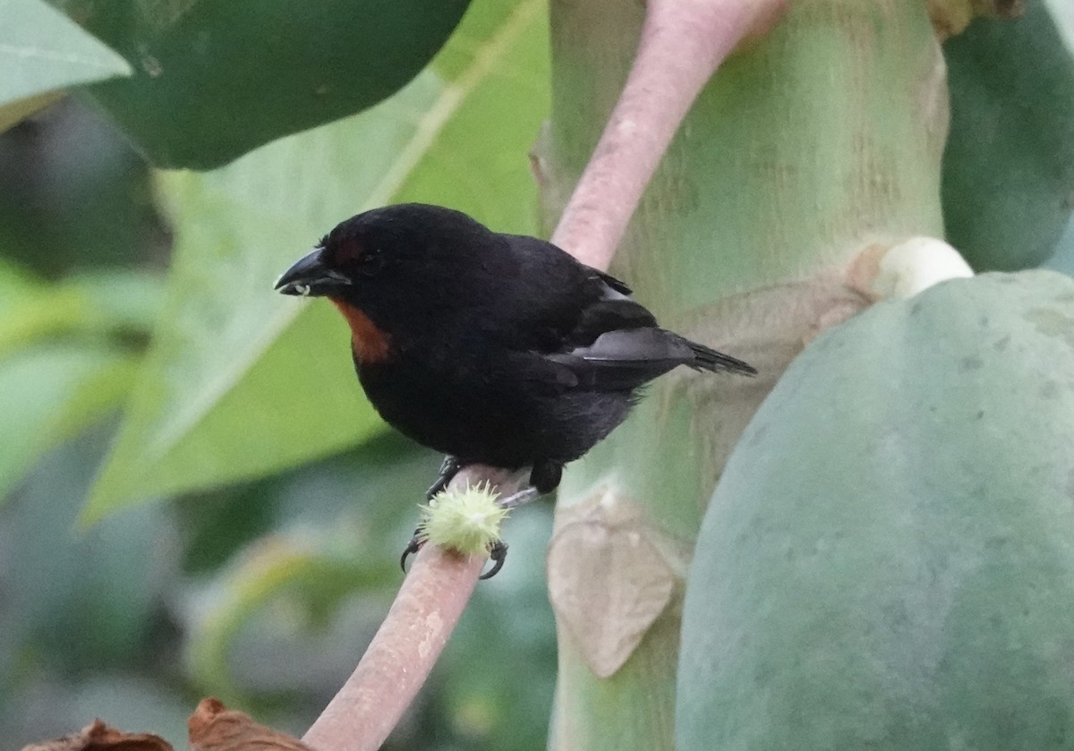 Lesser Antillean Bullfinch - ML638837387