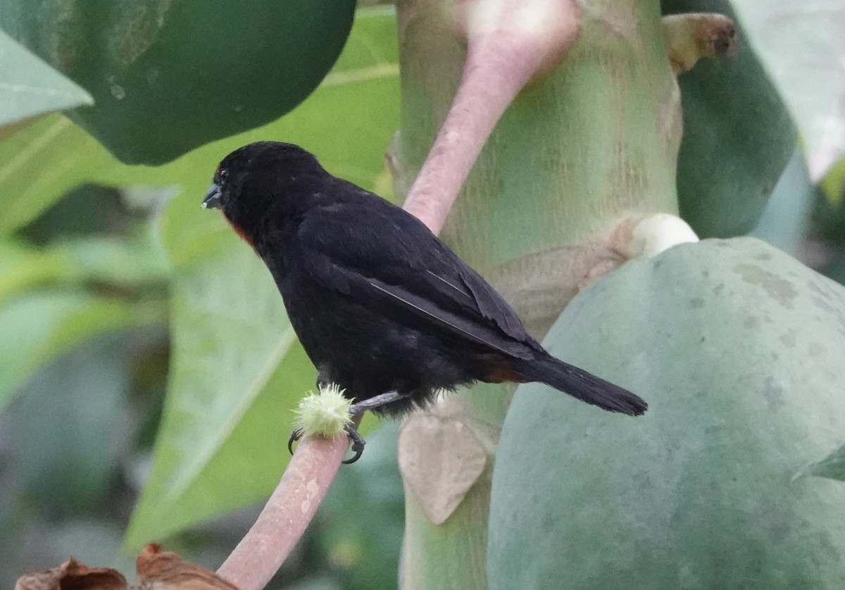 Lesser Antillean Bullfinch - ML638837388