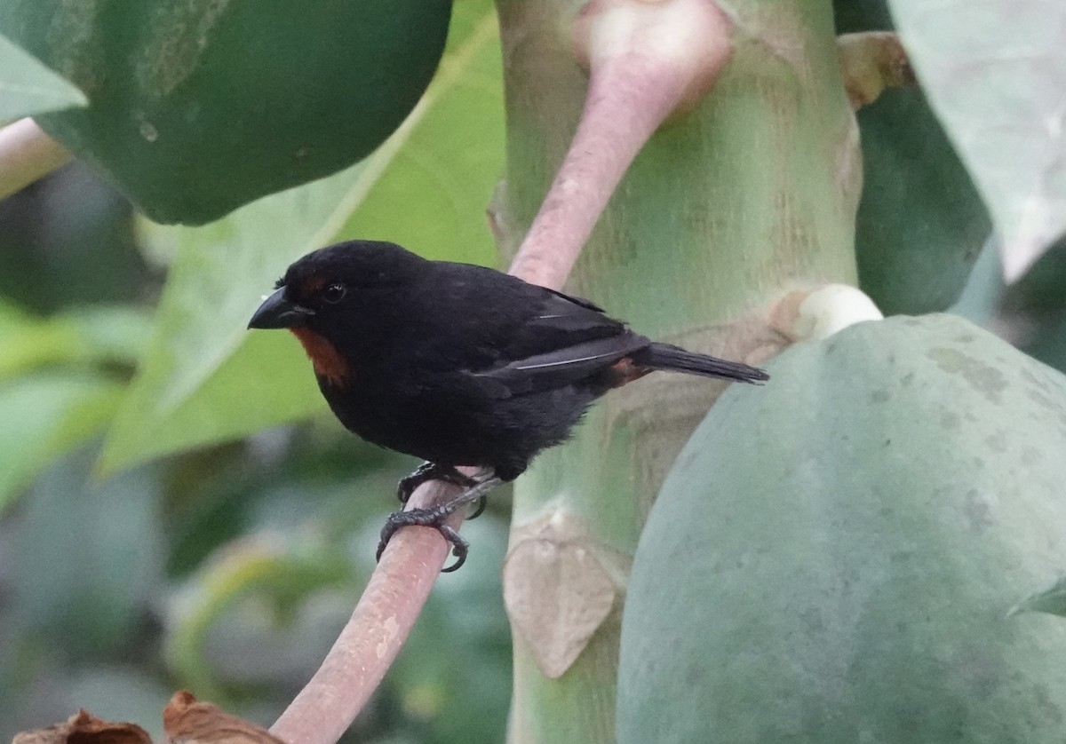Lesser Antillean Bullfinch - ML638837389