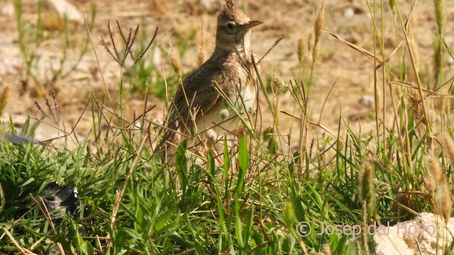 Crested Lark (Crested) - ML638837429