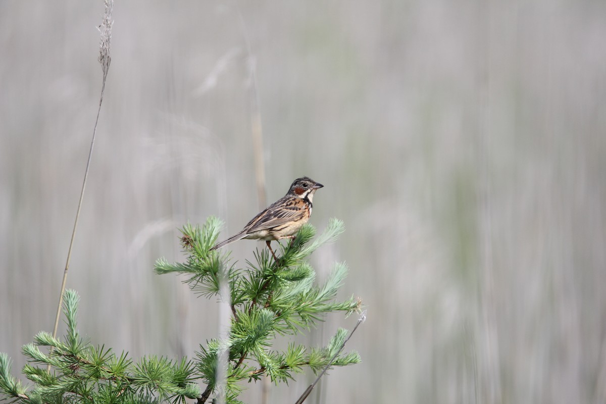 Chestnut-eared Bunting - ML638837430