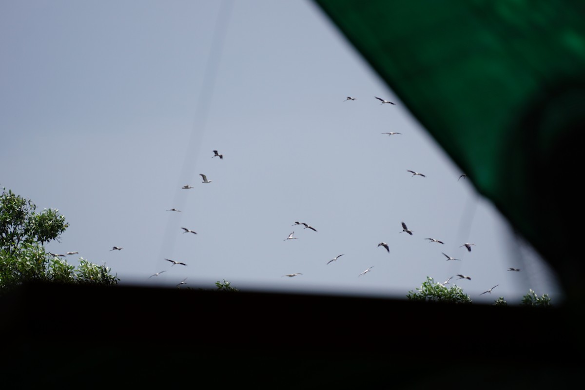Painted Stork - ML638837494