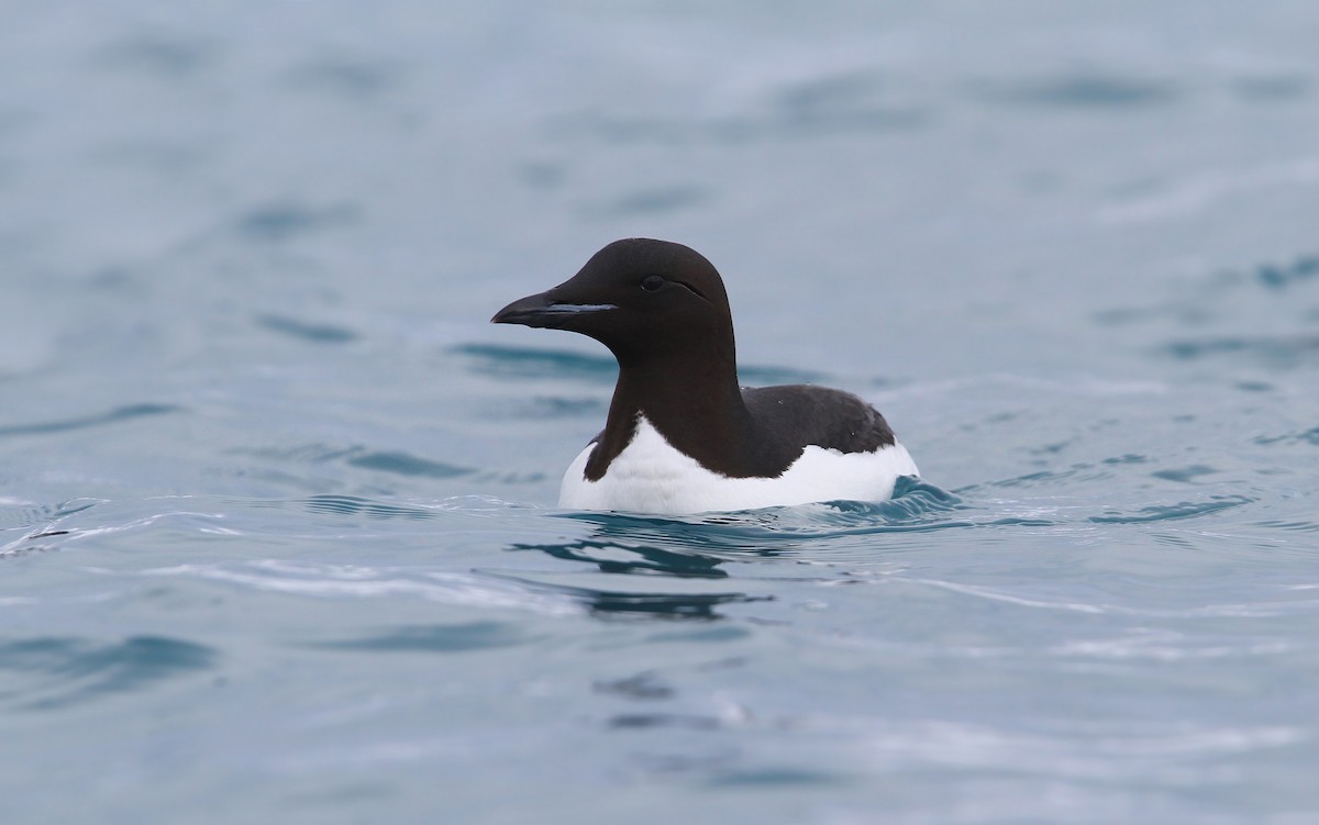 Thick-billed Murre - Christoph Moning