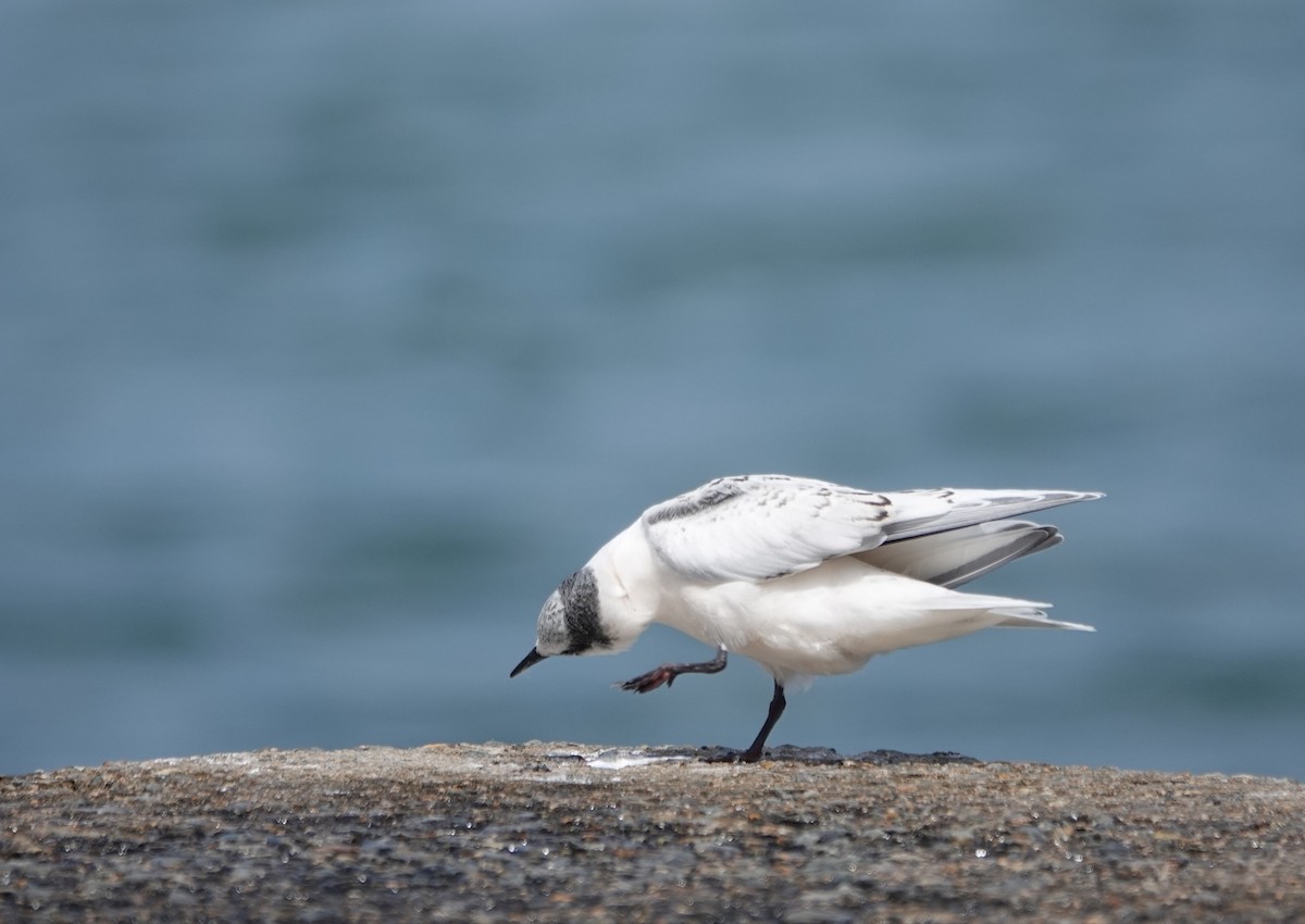 Black-naped Tern - ML638837565