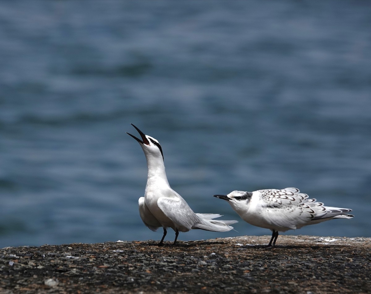 Black-naped Tern - ML638837569