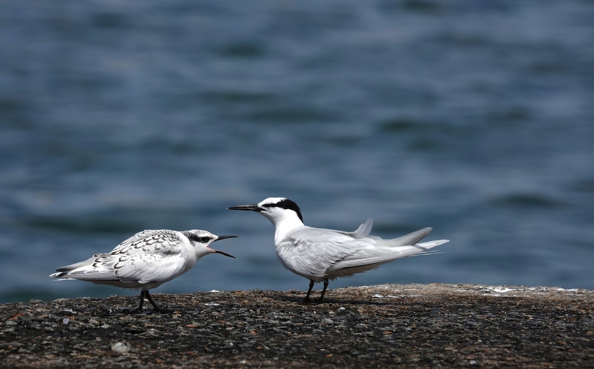 Black-naped Tern - ML638837570