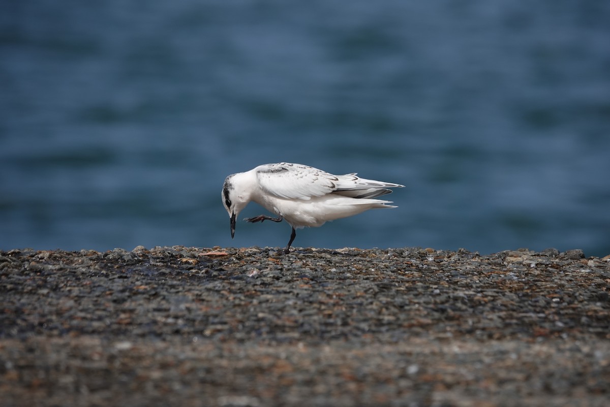 Black-naped Tern - ML638837571