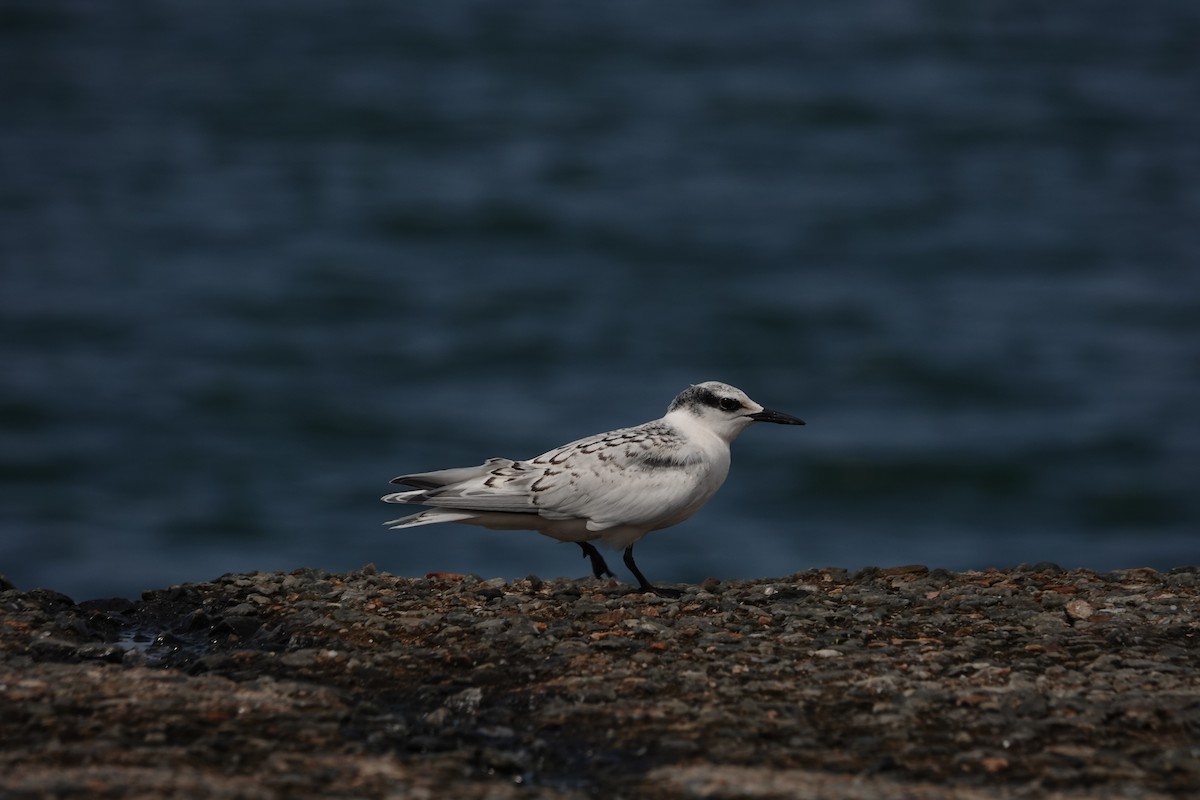 Black-naped Tern - ML638837572