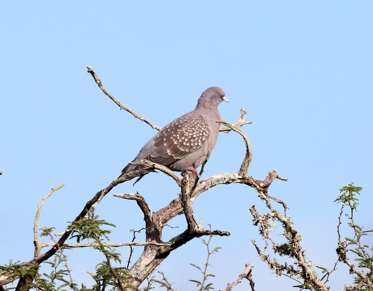 Spot-winged Pigeon - ML638837587