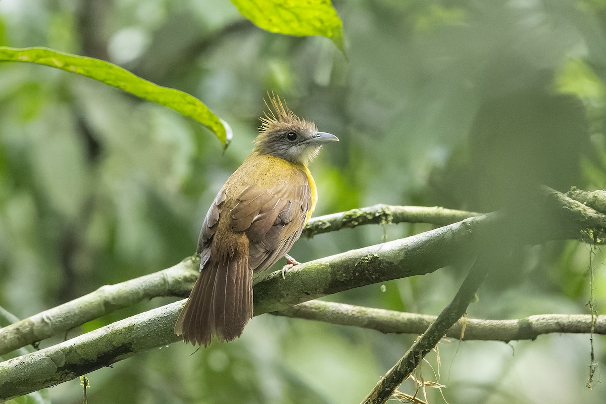White-throated Bulbul - ML638837594