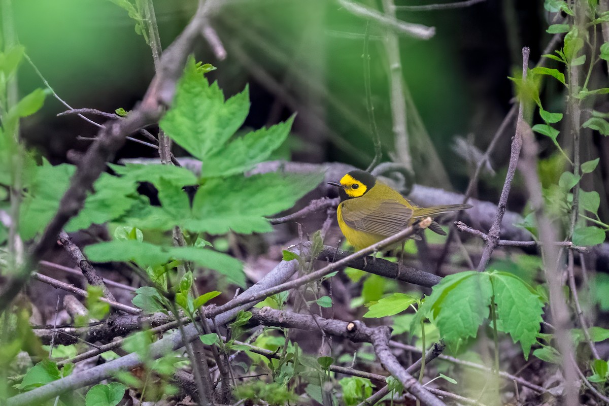 Hooded Warbler - ML638837604