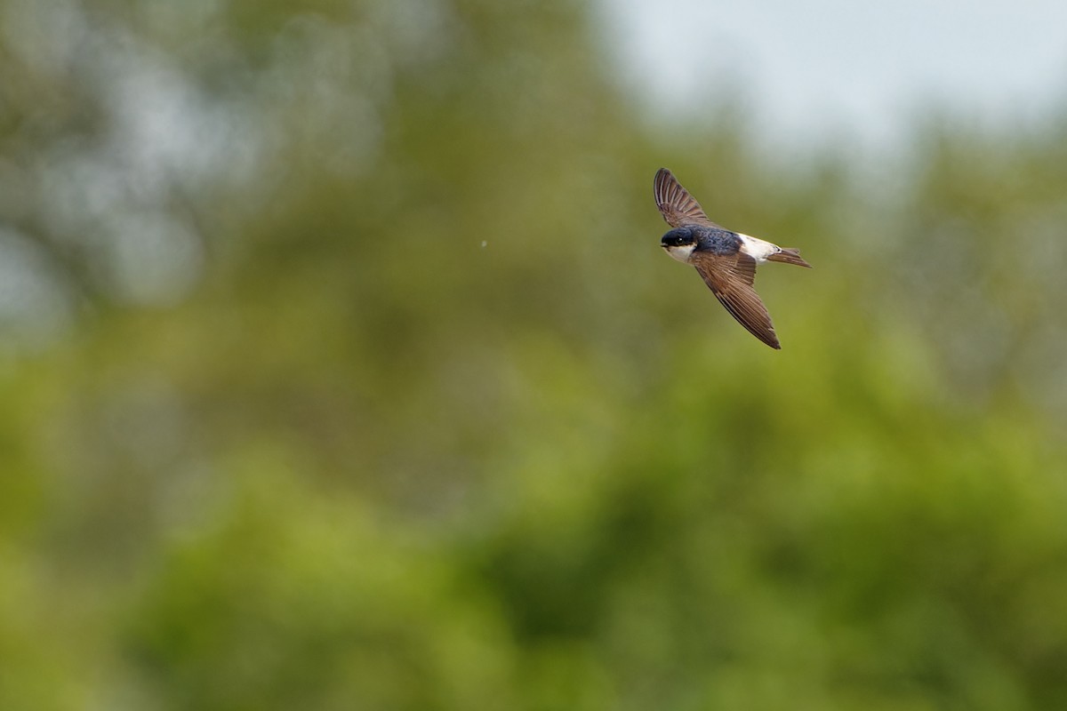 Siberian House-Martin - ML638837637
