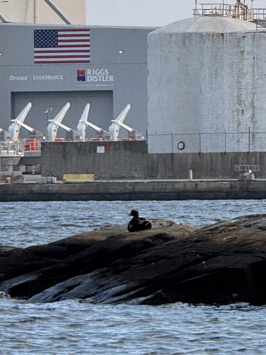 Common Eider - ML638837660