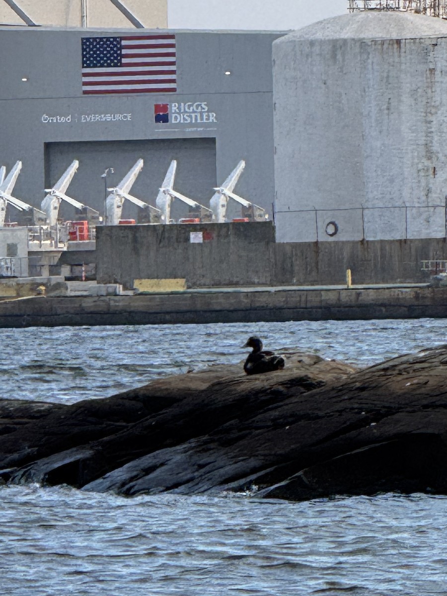 Common Eider - ML638837661