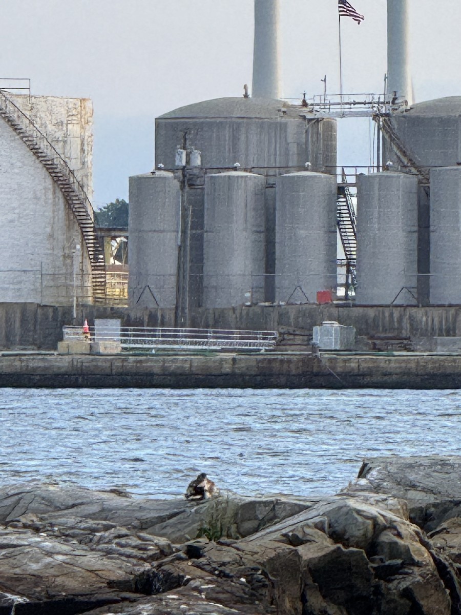 Common Eider - ML638837662