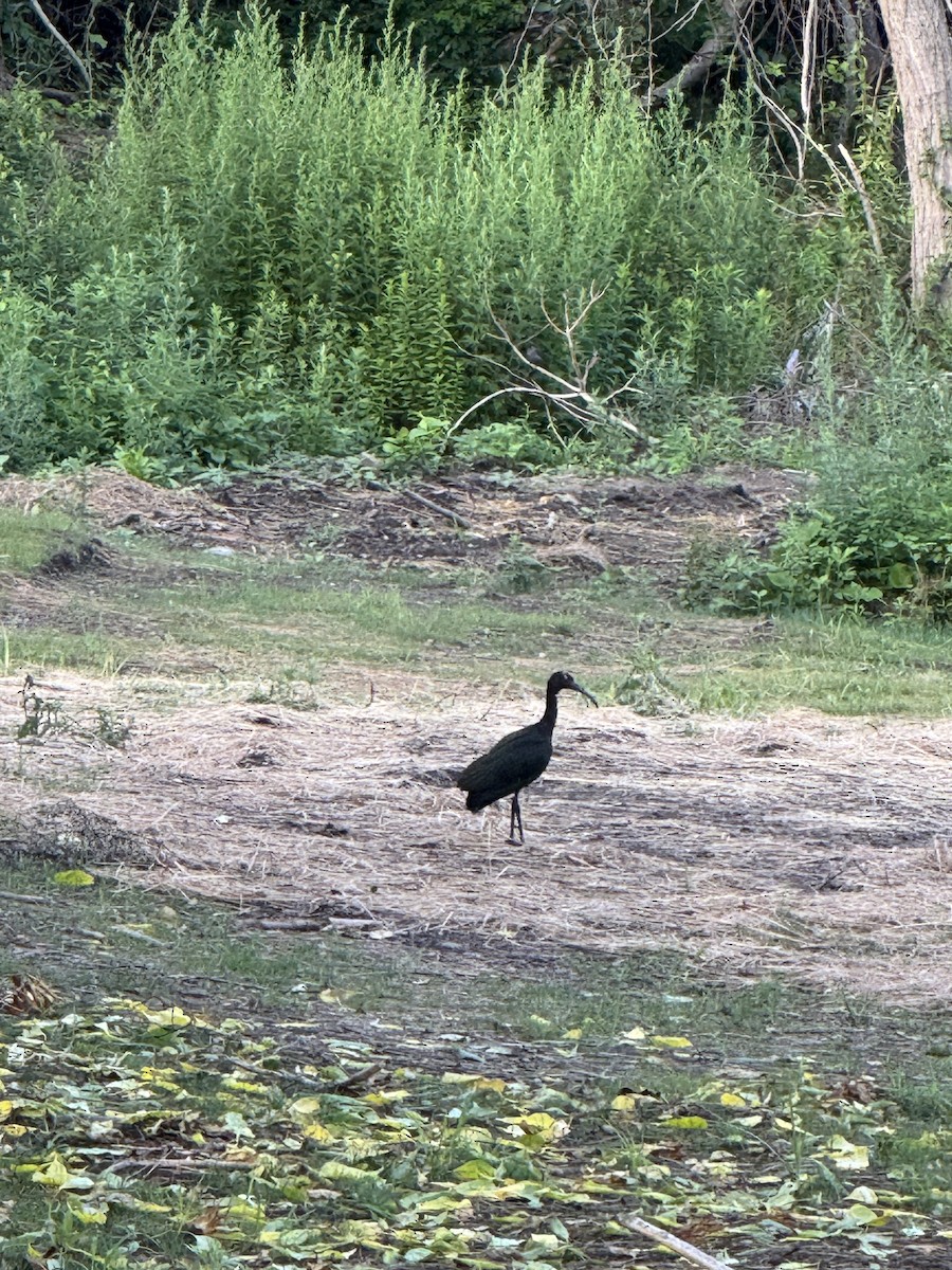 Glossy Ibis - ML638837693
