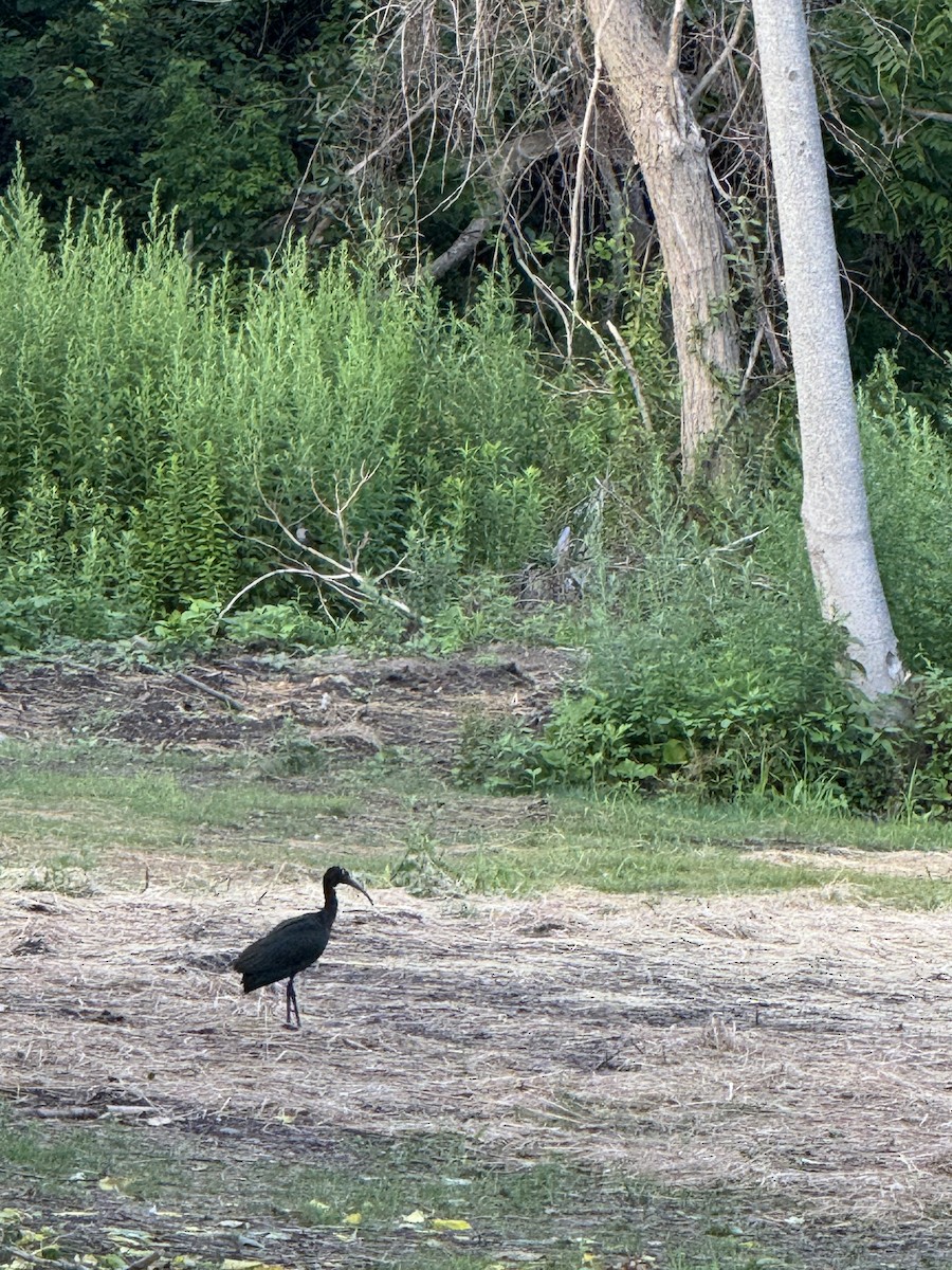 Glossy Ibis - ML638837694