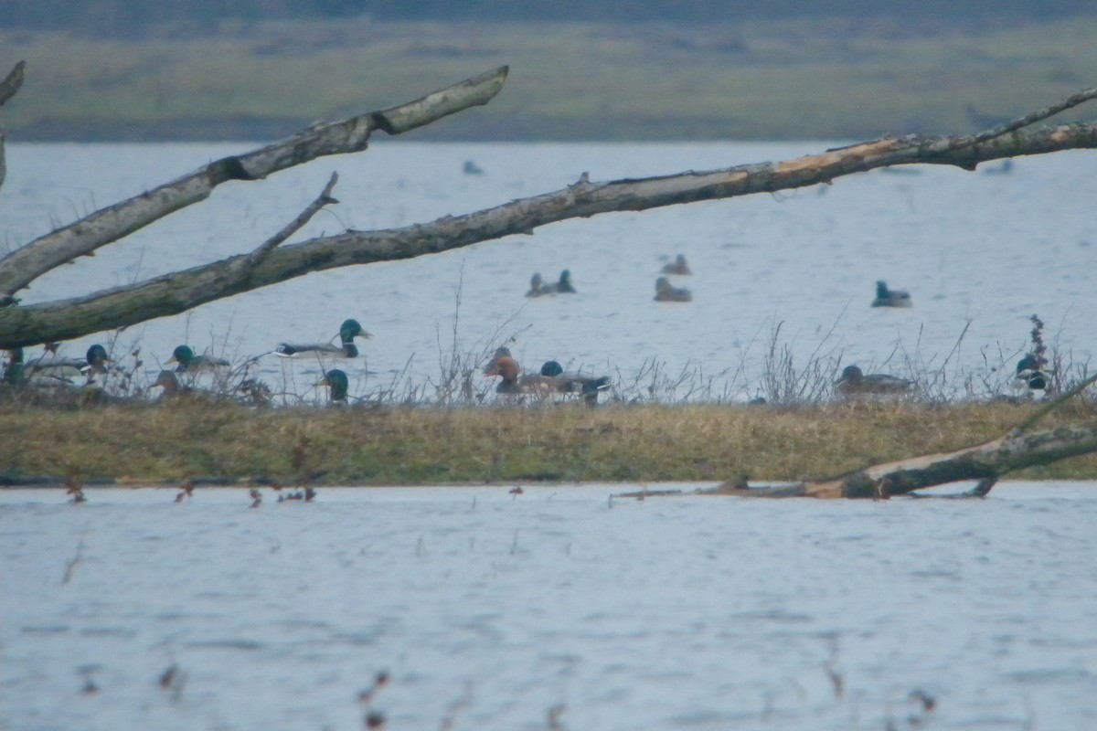 Red-crested Pochard - ML638837715
