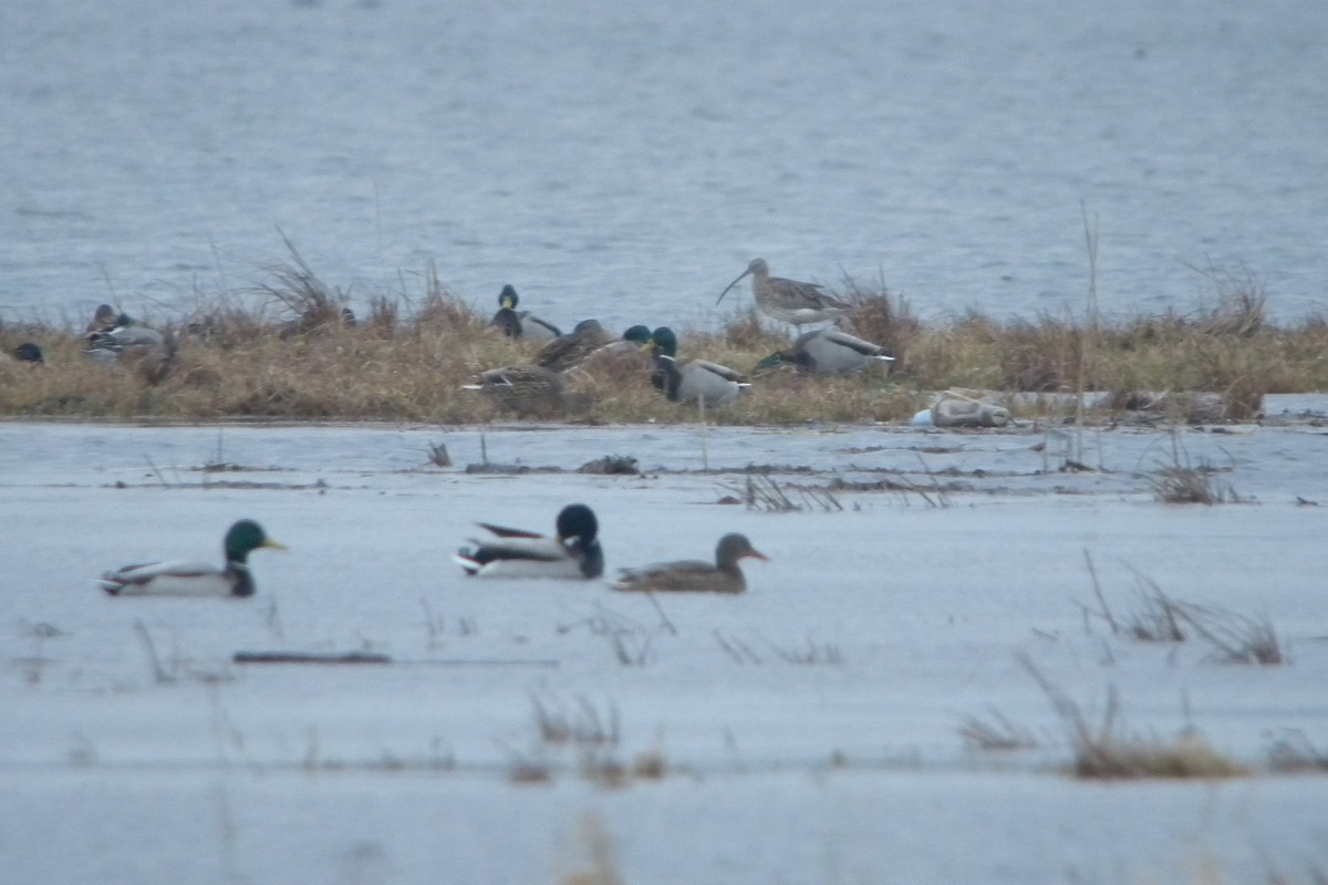 Eurasian Curlew - ML638837722