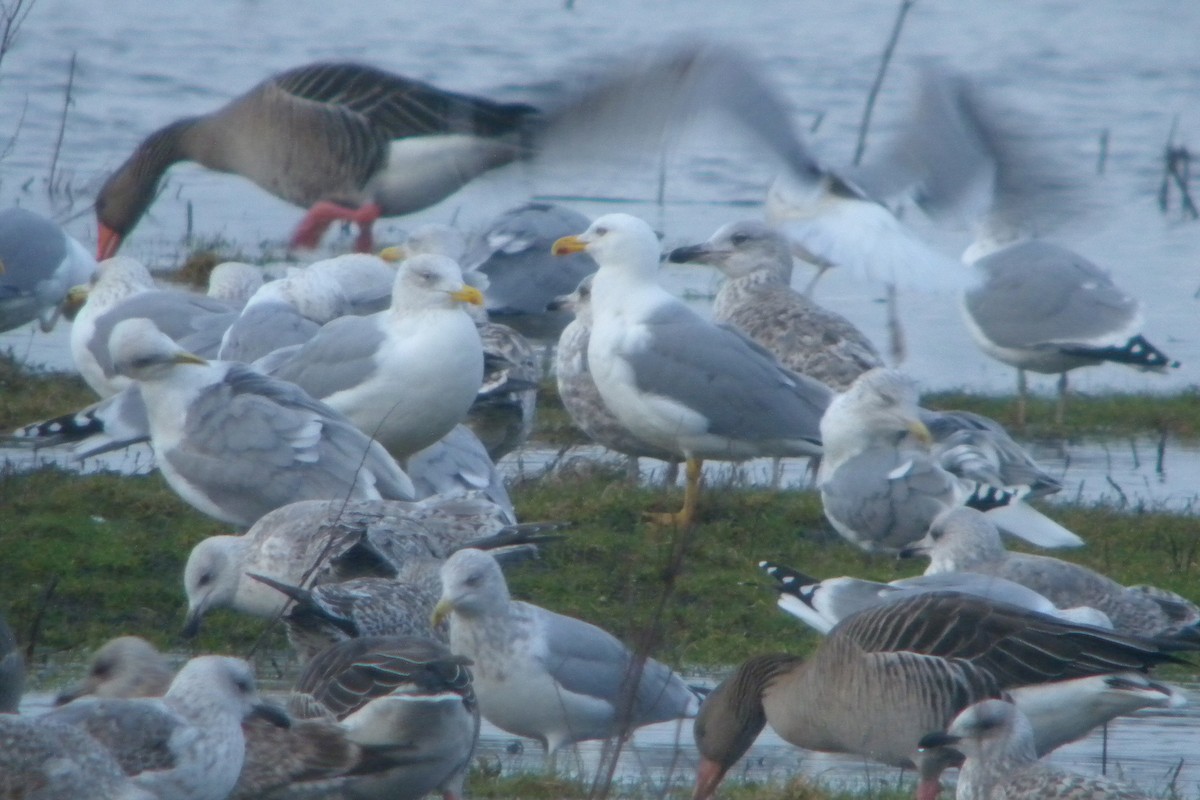 Yellow-legged Gull - ML638837790