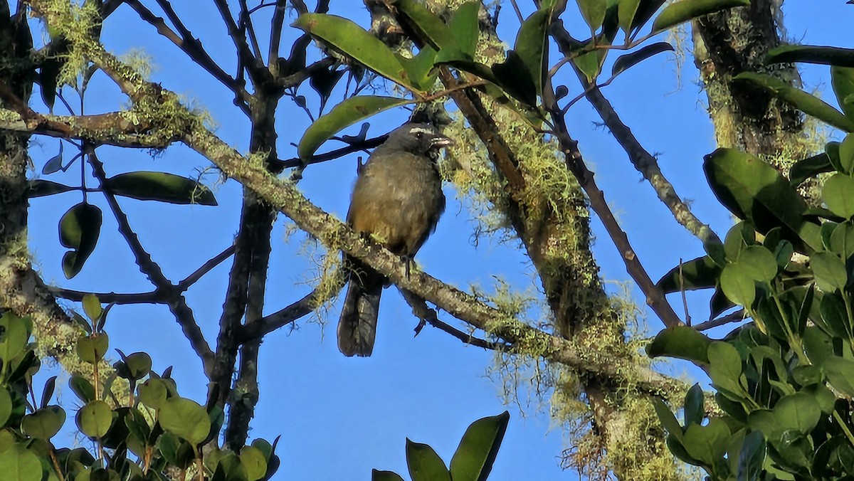 Cinnamon-bellied Saltator - ML638837919