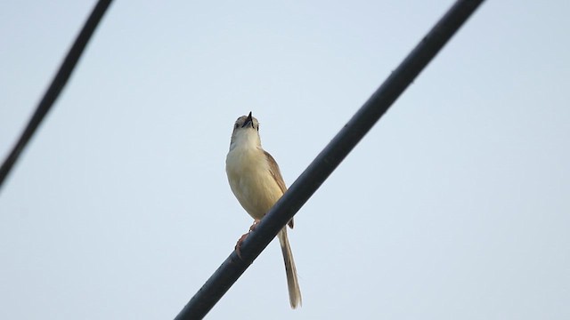 Plain Prinia - ML638837929