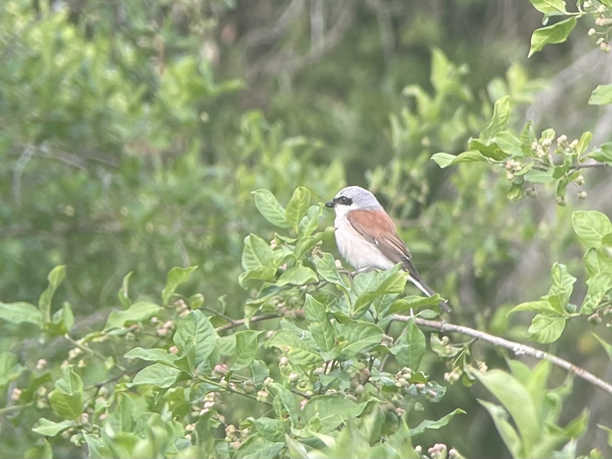 Red-backed Shrike - ML638837930