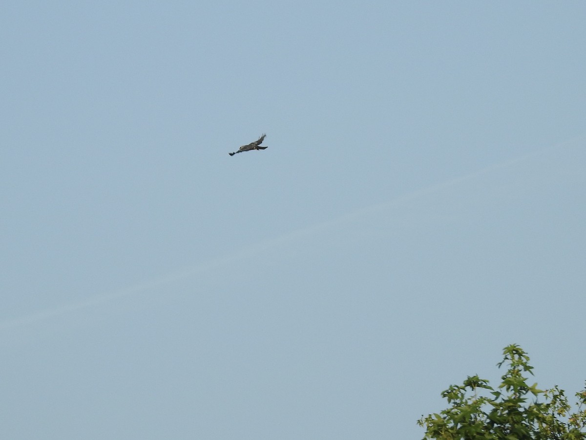 Mississippi Kite - ML638837954