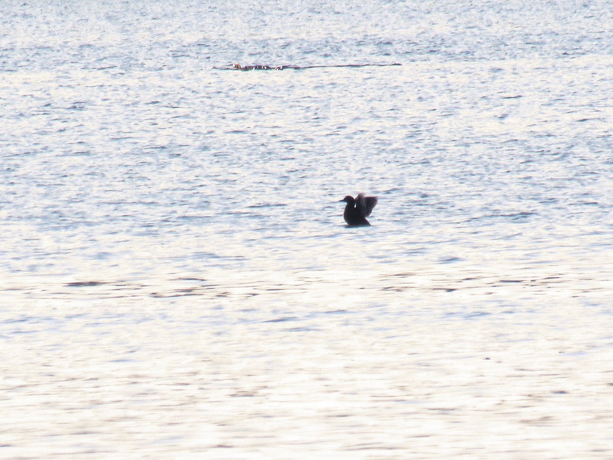 Pigeon Guillemot - ML638837997