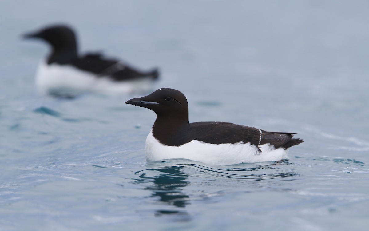 Thick-billed Murre - ML63883801