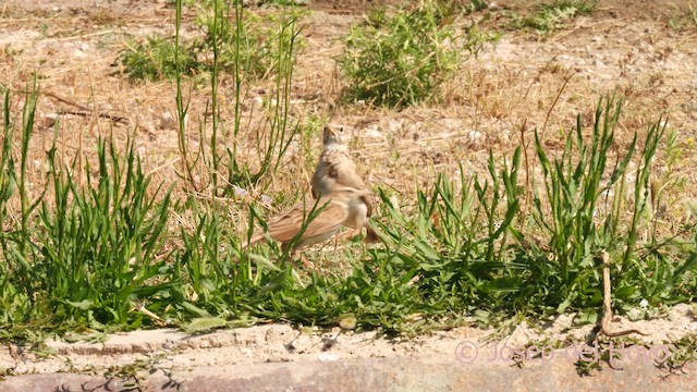 Crested Lark (Crested) - ML638838089