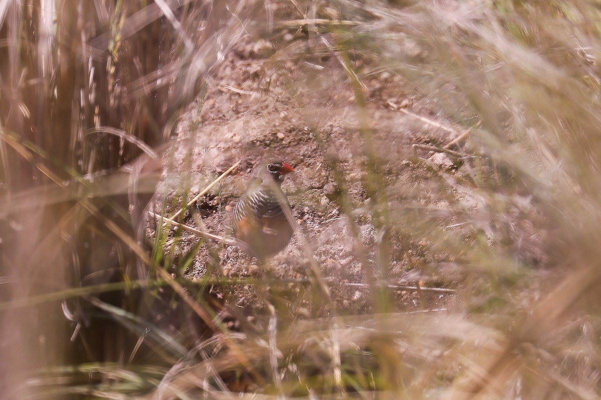 Quailfinch (Spectacled) - ML638838104