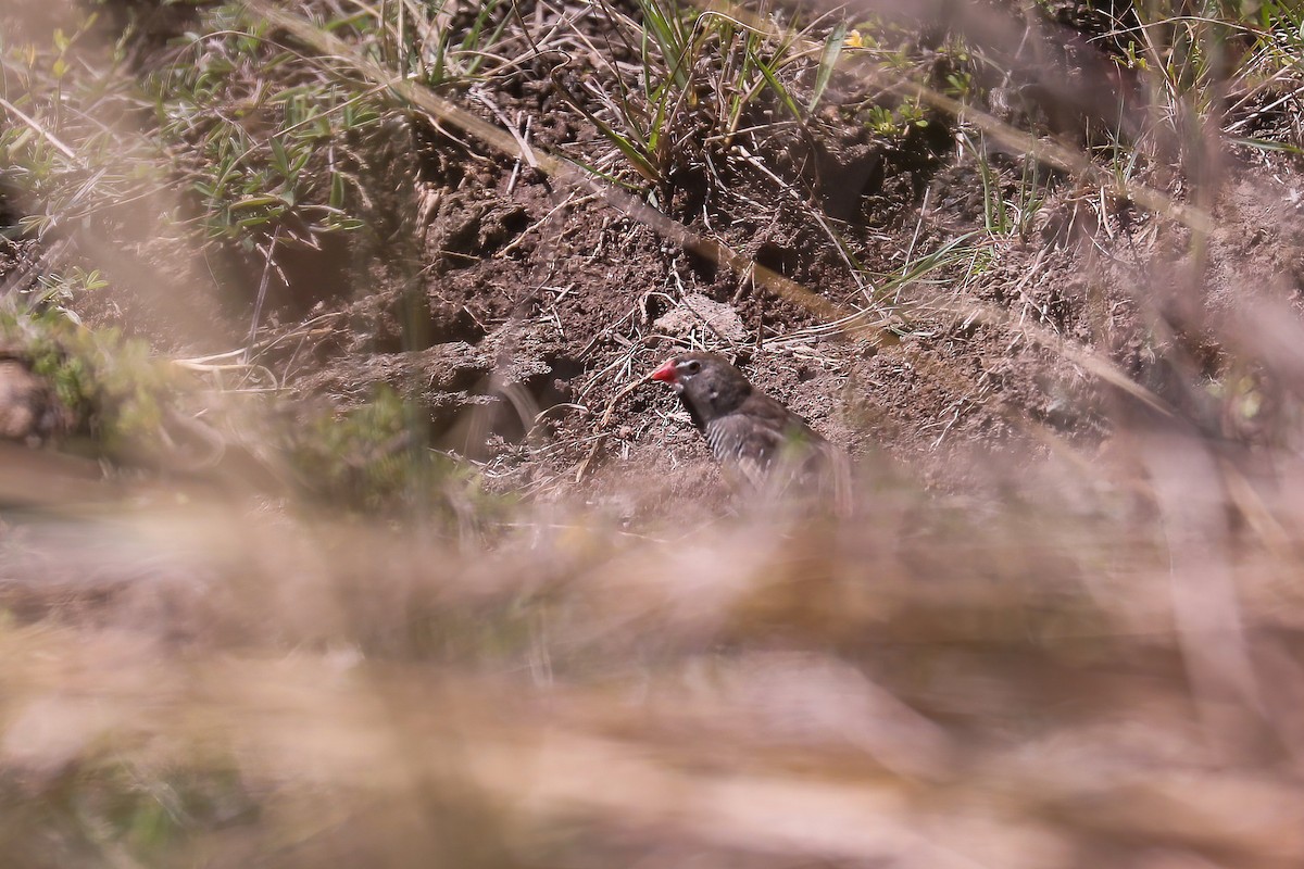 Quailfinch (Spectacled) - ML638838105