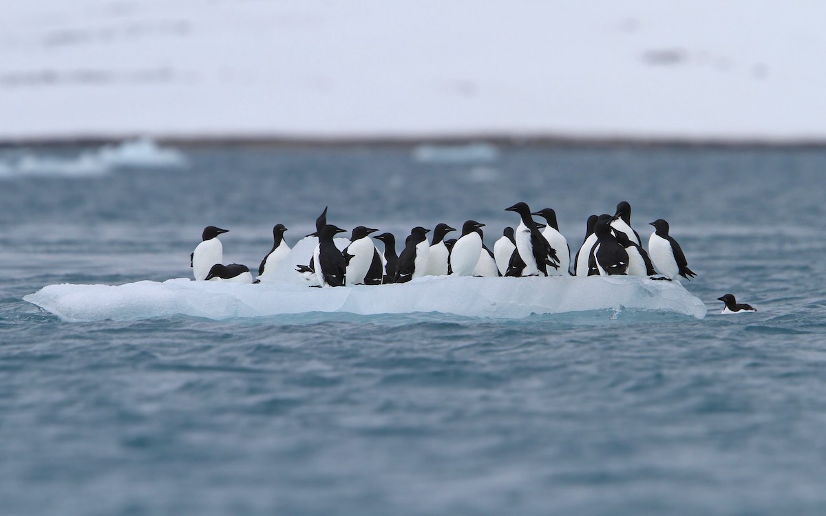 Thick-billed Murre - ML63883811