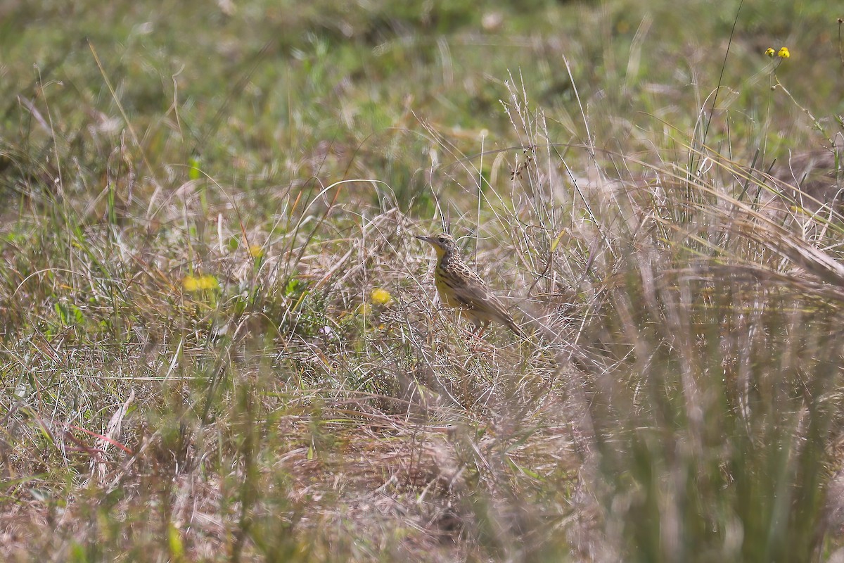 Єрник кенійський - ML638838159