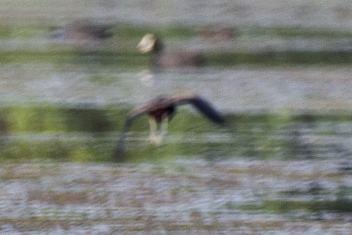 Bronze-winged Jacana - ML638838198