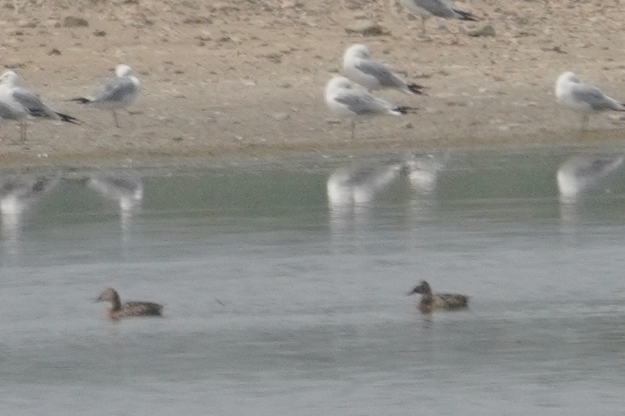 Canvasback - ML638838199