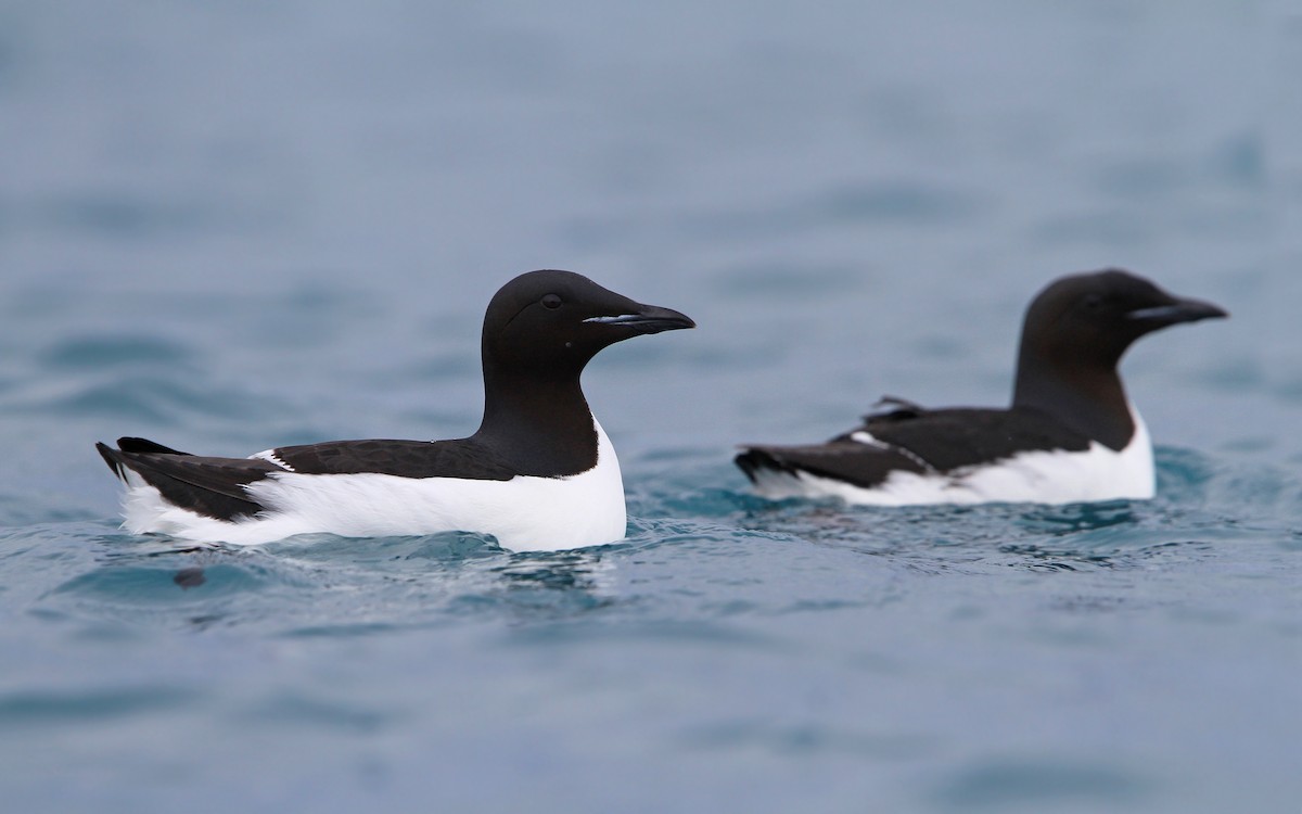 Thick-billed Murre - ML63883821