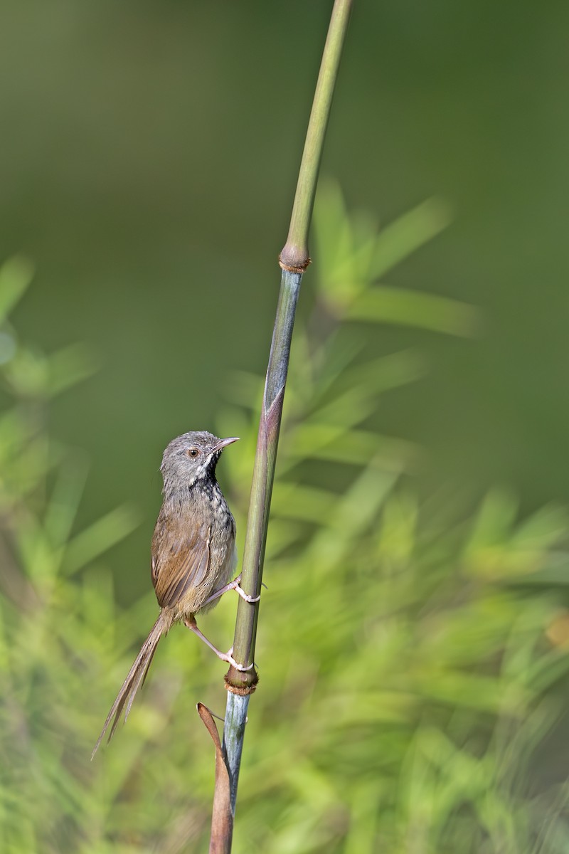 Black-throated Prinia - ML638838252