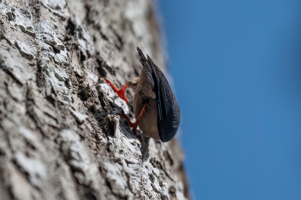 Velvet-fronted Nuthatch - ML638838255