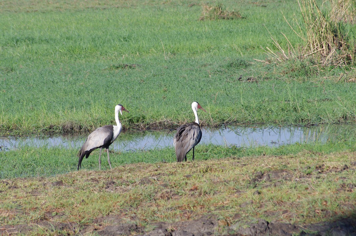 Wattled Crane - ML638838284