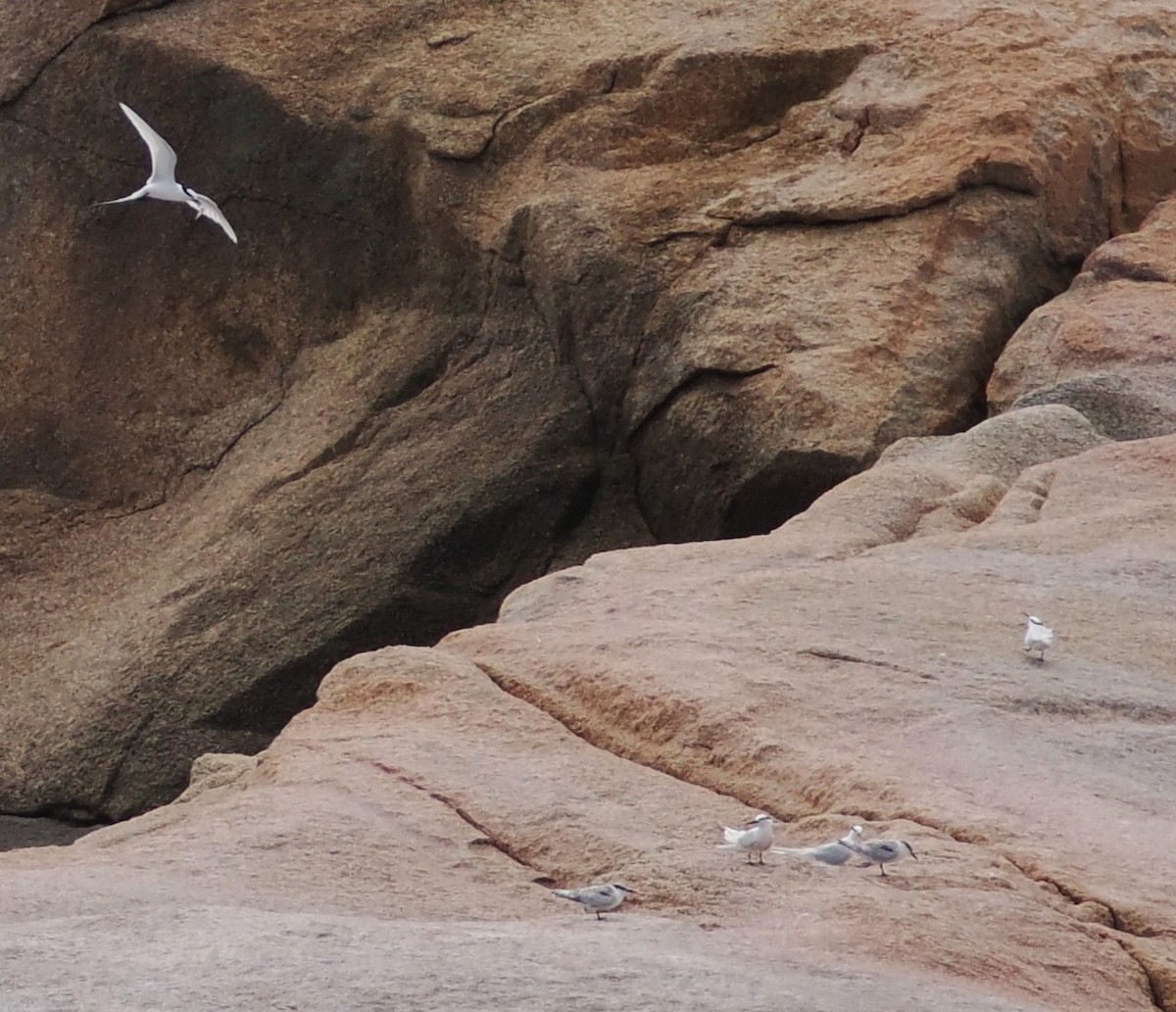 Black-naped Tern - ML638838309