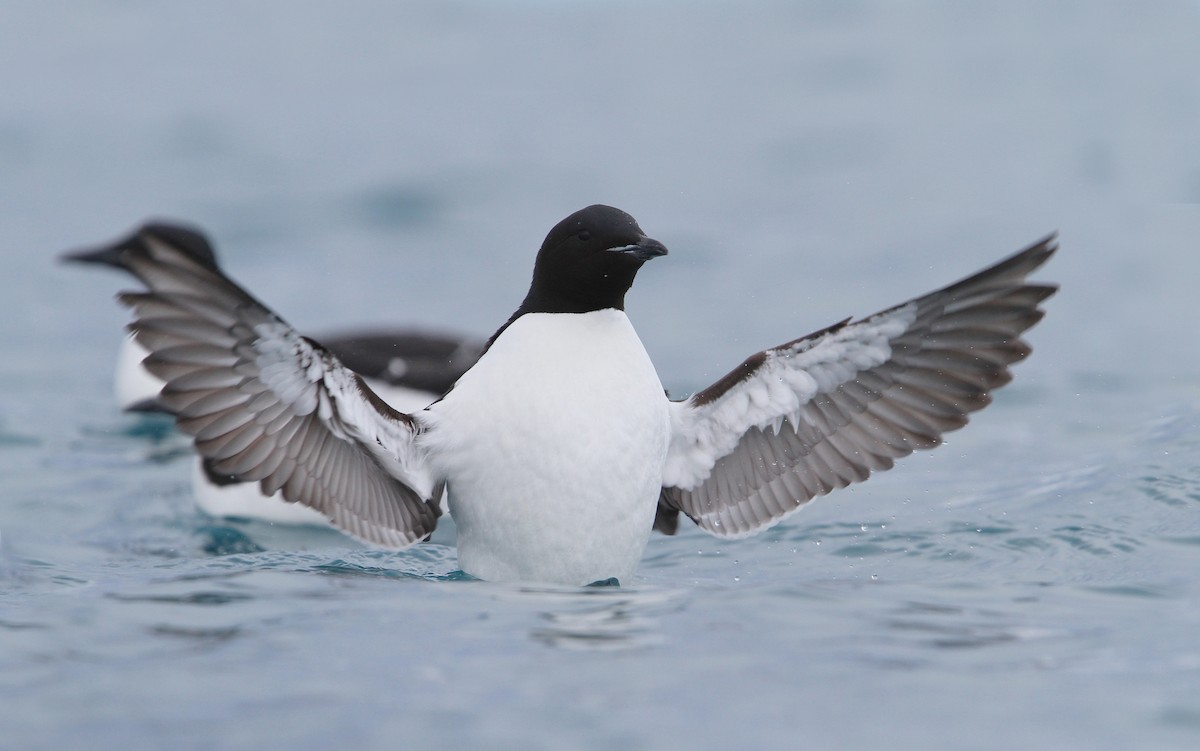 Thick-billed Murre - ML63883831