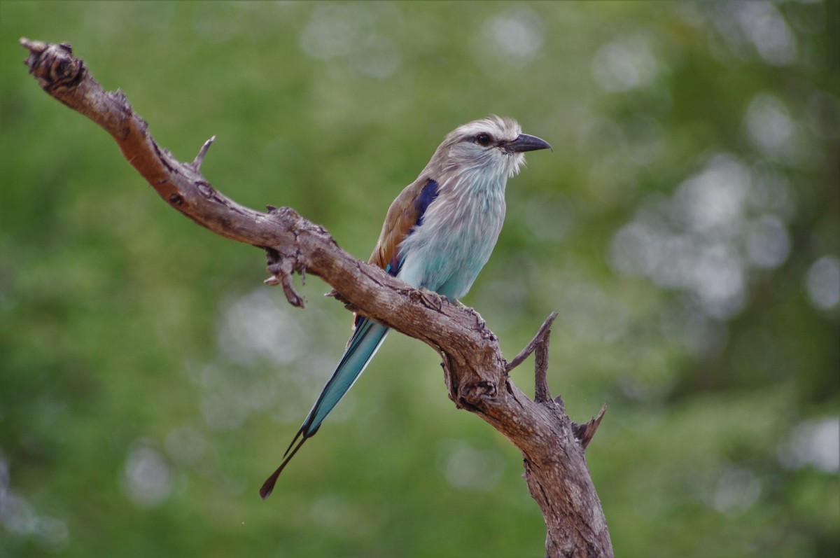 Racket-tailed Roller - ML638838313