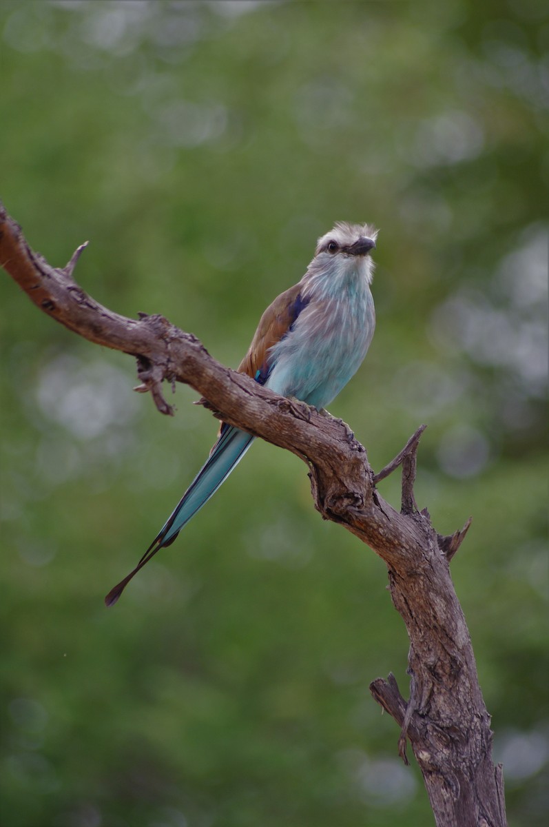 Racket-tailed Roller - ML638838314
